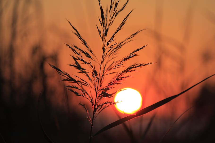 Vitamin D deficiency 